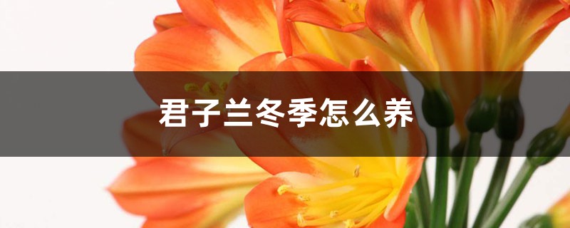 君子兰冬季怎么养 (君子兰冬季养护方法)